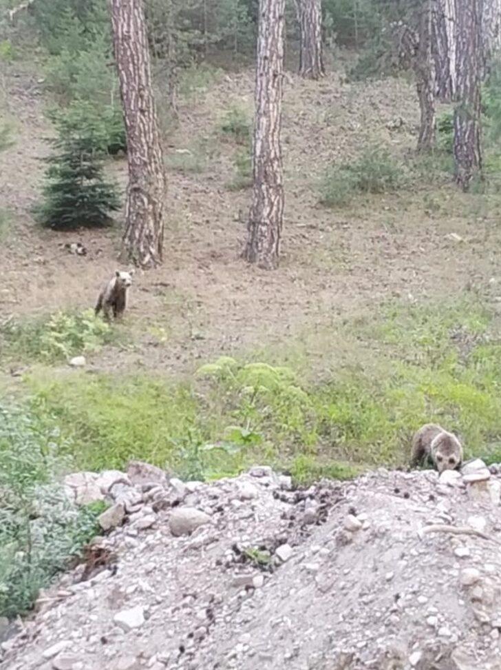 Bolu'da bozayı yavruları fotoğraflandı G3