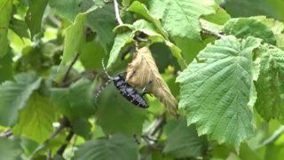 Küresel ısınmayla görülmeye başladı, tarih verdi!  Türkiye'de polikliniklerin kurulması gerekecek 