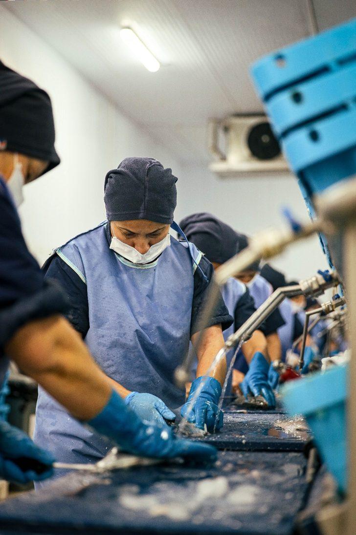 Muğla'nın su ürünleri ihracatı 500 milyon dolara yaklaştı G3