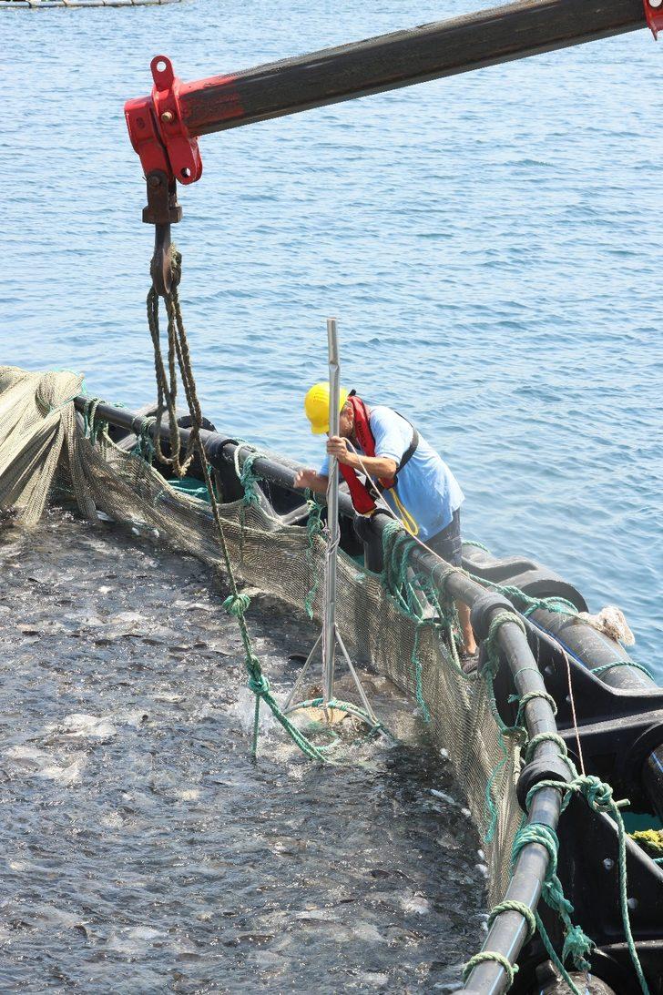 Muğla'nın su ürünleri ihracatı 500 milyon dolara yaklaştı G5