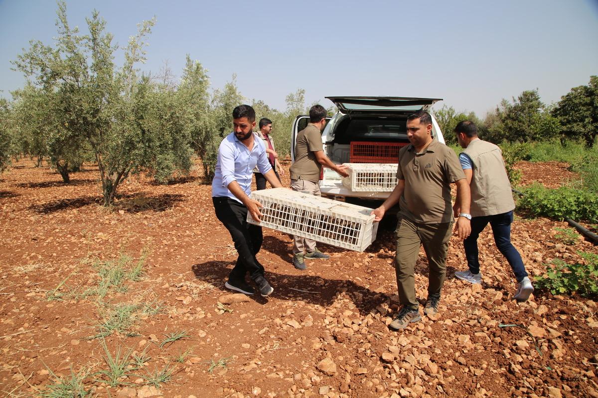 Şanlıurfa'da biyo&ccedil;eşitliliğin artması i&ccedil;in doğaya 250 s&uuml;l&uuml;n salındı