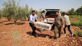 Şanlıurfa'da biyoçeşitliliğin artması için doğaya 250 sülün salındı