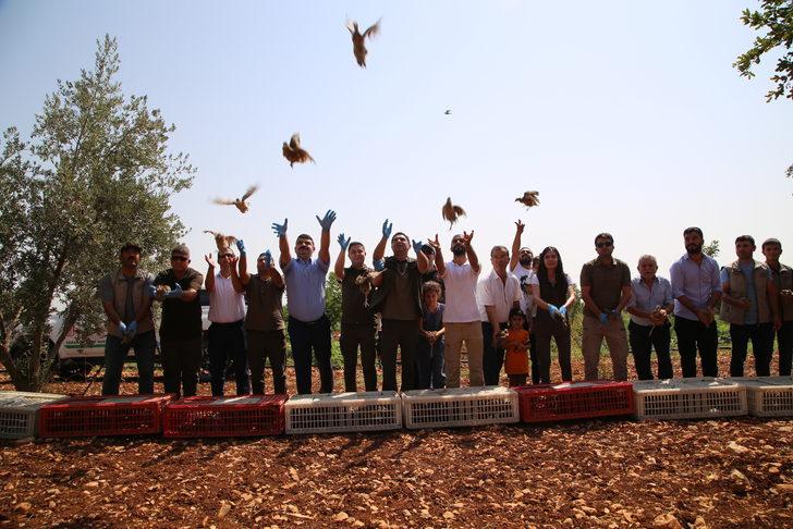 Şanlıurfa'da biyoçeşitliliğin artması için doğaya 250 sülün salındı G3