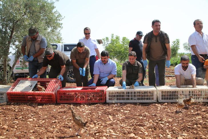 Şanlıurfa'da biyoçeşitliliğin artması için doğaya 250 sülün salındı G4