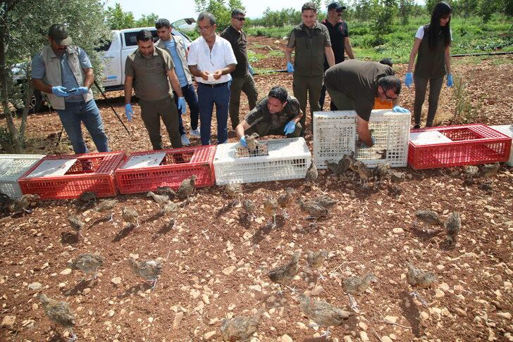 Şanlıurfa'da biyoçeşitliliğin artması için doğaya 250 sülün salındı G5