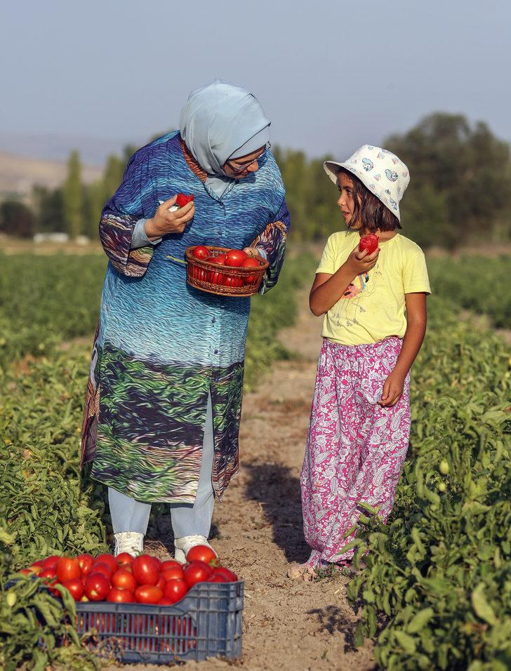 Emine Erdoğan, Ayaş'ta çiftçi kadınlarla tarladan domates topladı, kışlık menemen yaptı: G3