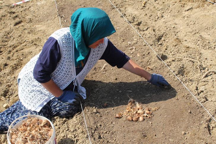 Karabük'te safran toprakla buluştu G1
