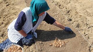 Karabük'te safran toprakla buluştu