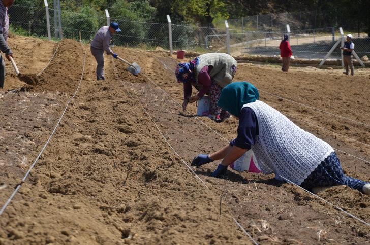 Karabük'te safran toprakla buluştu G3