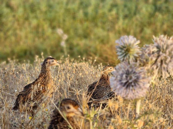 Adıyaman'da biyoçeşitliliğin artması için doğaya 1200 sülün salındı G1