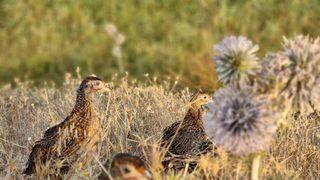 Adıyaman'da biyoçeşitliliğin artması için doğaya 1200 sülün salındı
