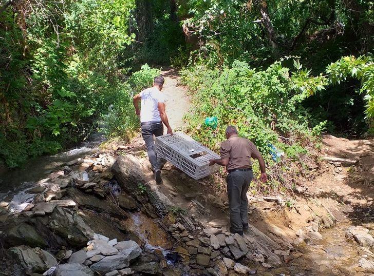 Adıyaman'da biyoçeşitliliğin artması için doğaya 1200 sülün salındı G2
