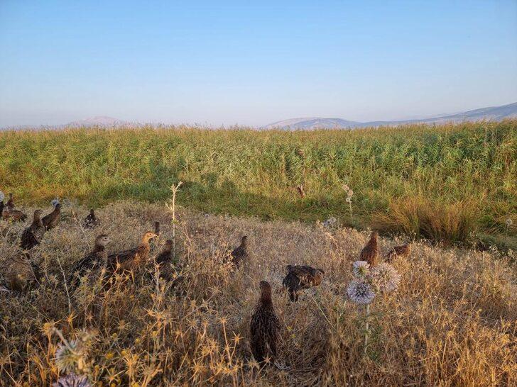 Adıyaman'da biyoçeşitliliğin artması için doğaya 1200 sülün salındı G3
