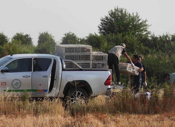 Adıyaman'da biyoçeşitliliğin artması için doğaya 1200 sülün salındı G5