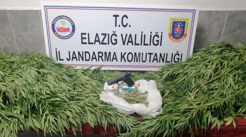 Elazığ'da bahçesinde ve evinin damında Hint keneviri yetiştiren şüpheli yakalandı