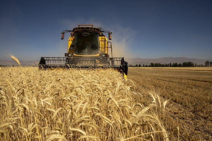 Atatürk Üniversitesinin 4 bin dekarlık tarım arazilerinde hasat heyecanı G1