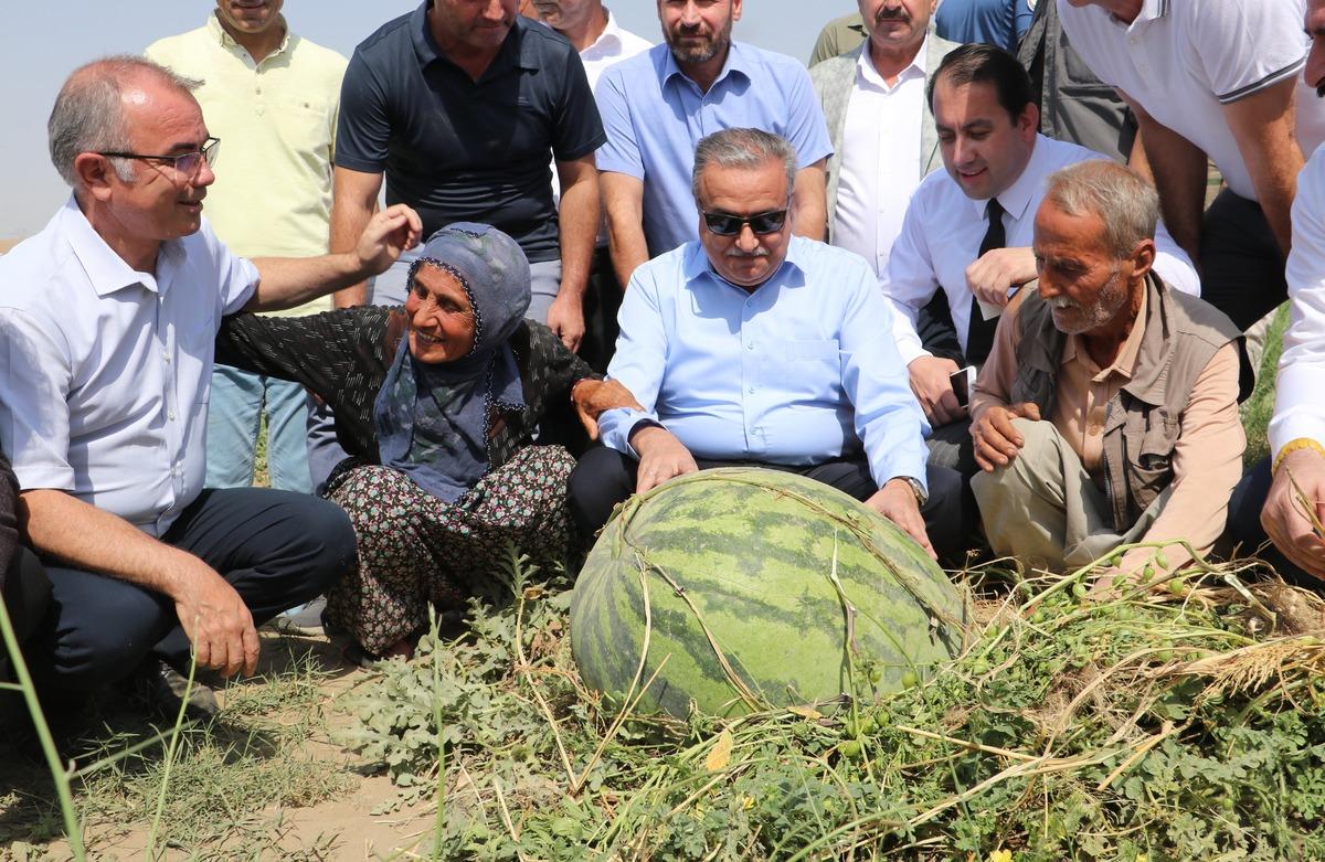 Diyarbakır'da ağırlığıyla yarışacak karpuzlarda hasat başladı