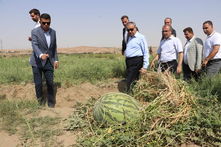 Diyarbakır'da ağırlığıyla yarışacak karpuzlarda hasat başladı G2