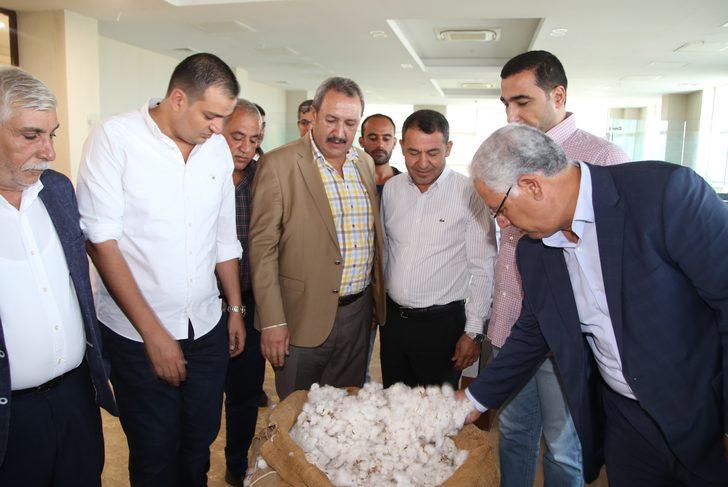 Şanlıurfa'da sezonun ilk pamuk hasadı yapıldı G1