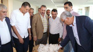 Şanlıurfa'da sezonun ilk pamuk hasadı yapıldı