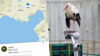 Sosyal medyada gündem oldu! Adana'ya giden ünlü leylek Jonas'tan iki gündür haber alınamıyor