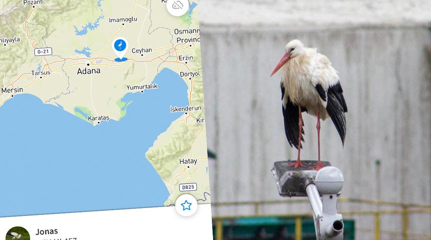 Sosyal medyada gündem oldu! Adana'ya giden ünlü leylek Jonas'tan iki gündür haber alınamıyor