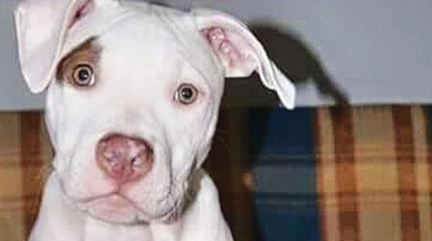 İsve&ccedil;'te 'Kaos' zaferi