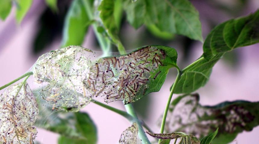 Meyve ve ağaçların 1 numaralı düşmanı! Samsun'da görüldü