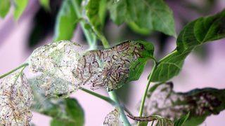 Meyve ve ağaçların 1 numaralı düşmanı! Samsun'da görüldü