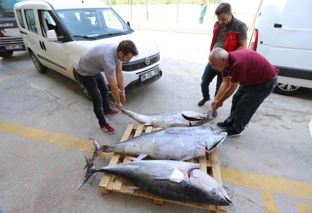 Muğla'da kayıt dışı avlanan toplam 510 kilogramlık 3 orkinosa el konuldu