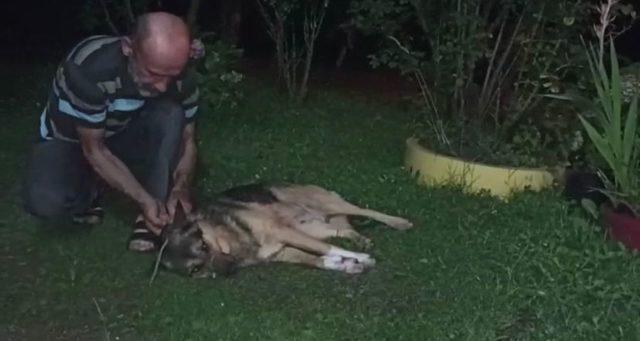 Düzce'de av tüfeğiyle vurulan köpek tedavi altına alındı