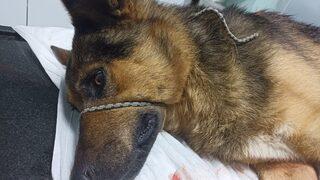 Düzce'de av tüfeğiyle vurulan köpek tedavi altına alındı