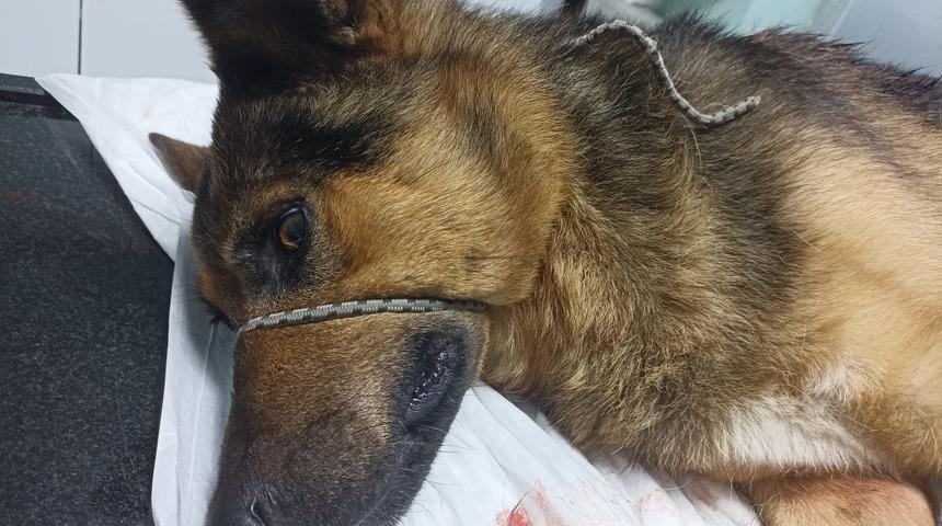 Düzce'de av tüfeğiyle vurulan köpek tedavi altına alındı