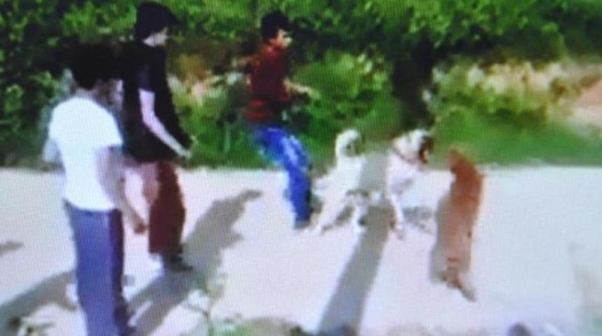 Köpek dövüştürenlere 15 bin lira ceza kesildi