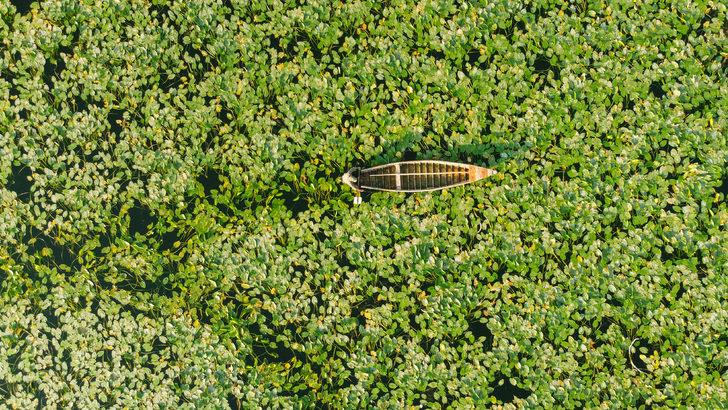 Su sümbülleri Hatay'daki Gölbaşı Gölü'nü yeşile boyadı G2