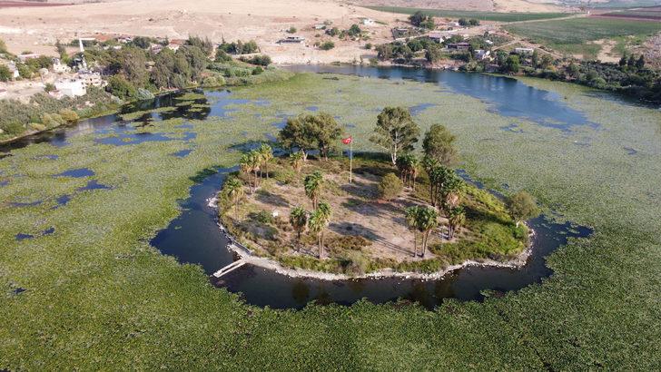 Su sümbülleri Hatay'daki Gölbaşı Gölü'nü yeşile boyadı G4