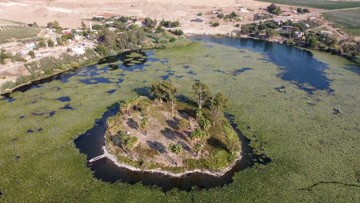Su sümbülleri Hatay'daki Gölbaşı Gölü'nü yeşile boyadı G5