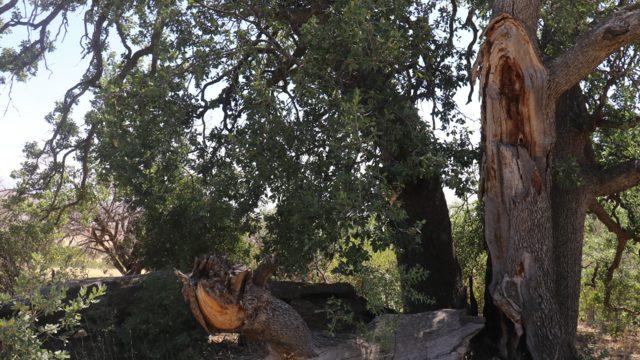 Yer: Malatya! Yeni gelinin batıl inancı 500 yıllık ağacı yaktı... Köylüden tepki