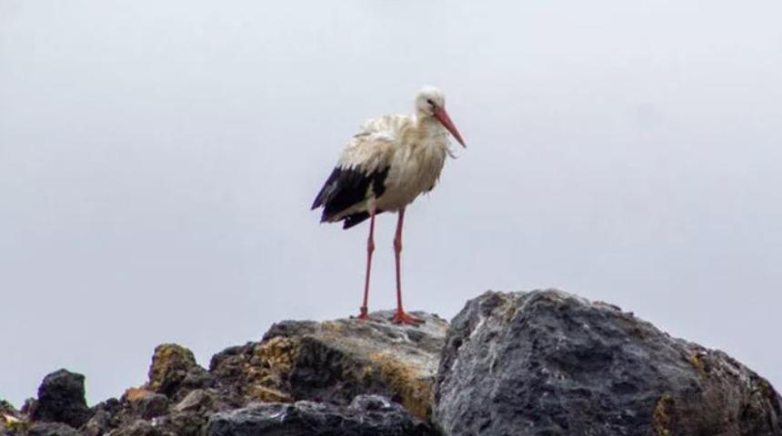 Adana'ya giden ünlü leylekten iki gündür haber alınamıyordu! Flaş gelişme