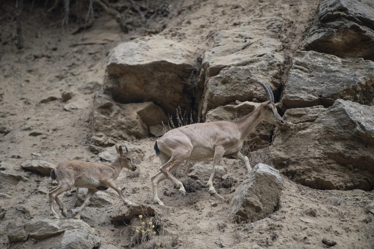 Koruma altındaki yaban ke&ccedil;ileri Munzur Vadisi'nde yavrularıyla g&ouml;r&uuml;nt&uuml;lendi