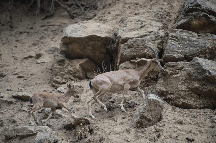 Koruma altındaki yaban keçileri Munzur Vadisi'nde yavrularıyla görüntülendi G1