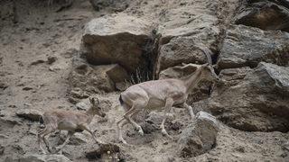 Koruma altındaki yaban keçileri Munzur Vadisi'nde yavrularıyla görüntülendi