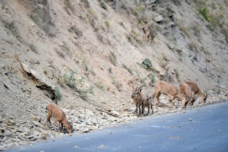 Koruma altındaki yaban keçileri Munzur Vadisi'nde yavrularıyla görüntülendi G2