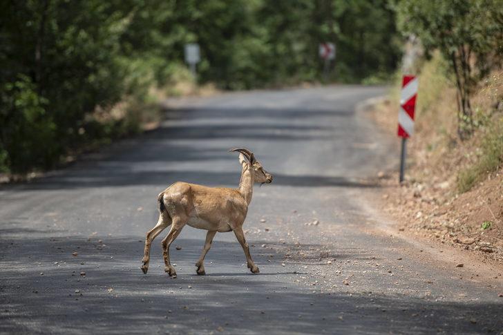 Koruma altındaki yaban keçileri Munzur Vadisi'nde yavrularıyla görüntülendi G3