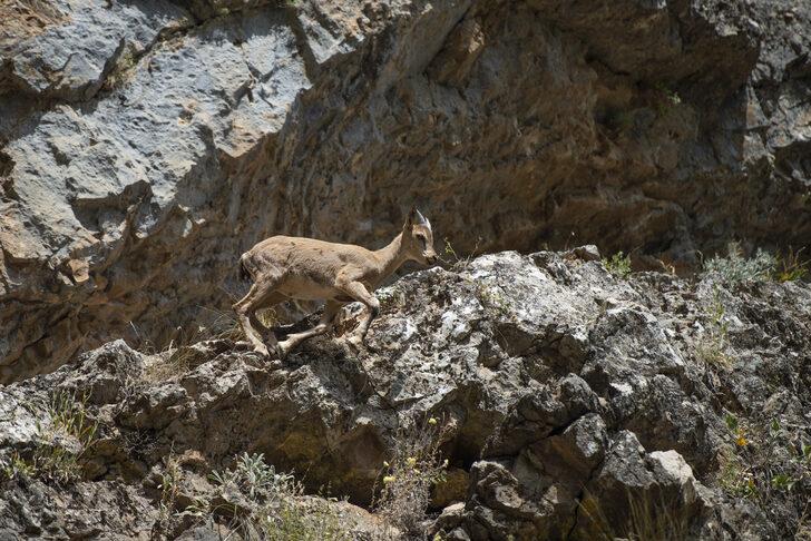 Koruma altındaki yaban keçileri Munzur Vadisi'nde yavrularıyla görüntülendi G4