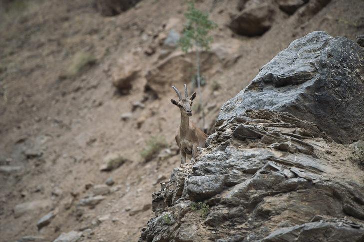 Koruma altındaki yaban keçileri Munzur Vadisi'nde yavrularıyla görüntülendi G5