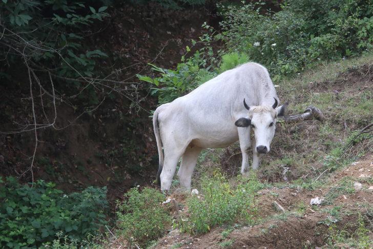 Yalova'da yerleşim sahalarına inen sahipsiz büyükbaş hayvanlar sorununa el atıldı G2