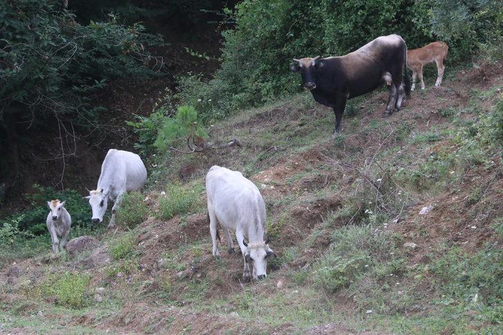 Yalova'da yerleşim sahalarına inen sahipsiz büyükbaş hayvanlar sorununa el atıldı G3