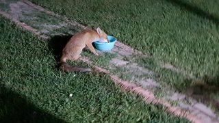 Sakarya'da şehre inen tilkinin evin bahçesinde beslenmesi görüntülendi
