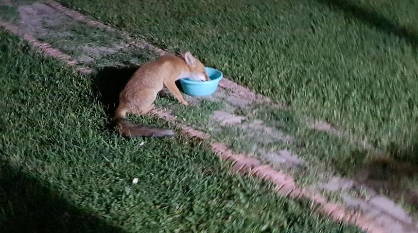 Sakarya'da şehre inen tilkinin evin bahçesinde beslenmesi görüntülendi